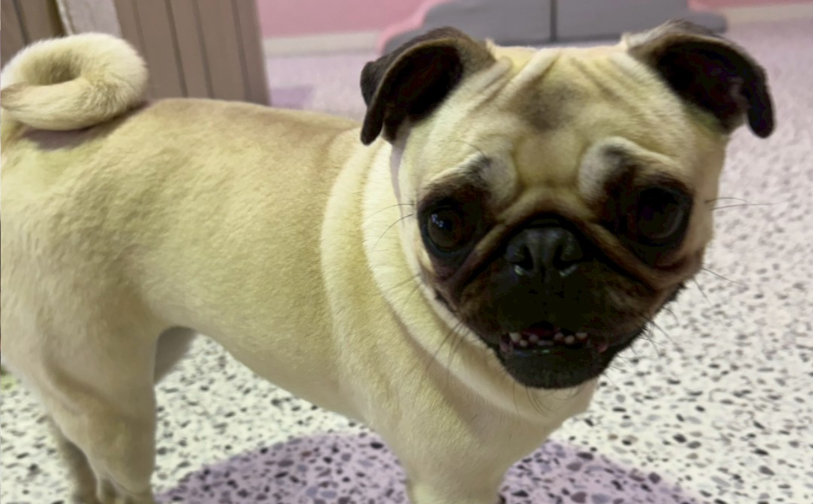 一休3|保護犬譲渡&ふれあいカフェLINO(沖縄南城市)