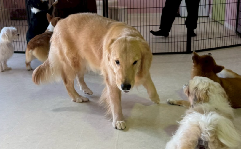 そら5|保護犬譲渡&ふれあいカフェLINO(沖縄南城市)