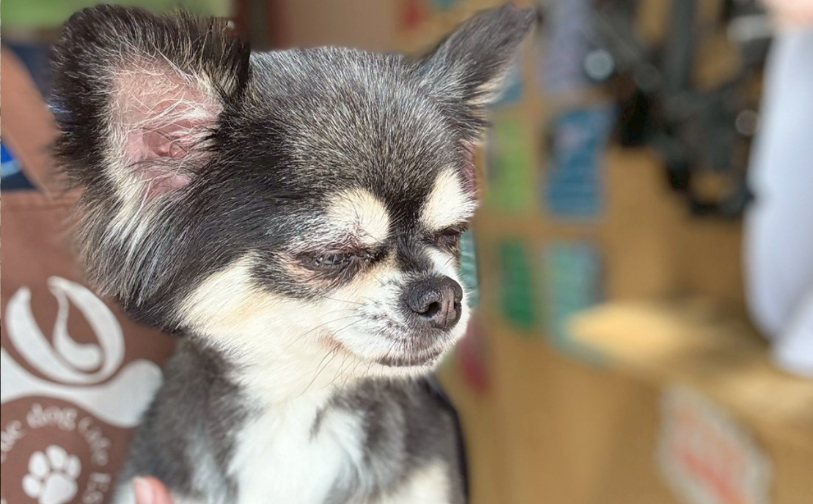 アッシュ3｜保護犬譲渡＆ふれあいカフェLINO（沖縄南城市）