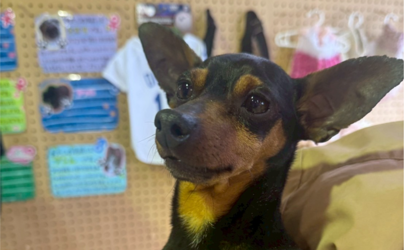 ノア5｜保護犬譲渡＆ふれあいカフェLINO（沖縄南城市）