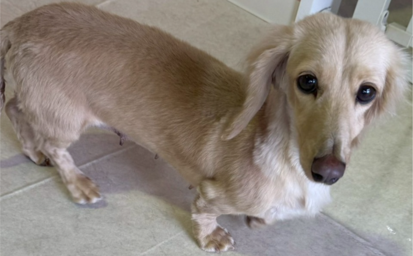 ミルク2|保護犬譲渡&ふれあいカフェLINO(沖縄南城市)