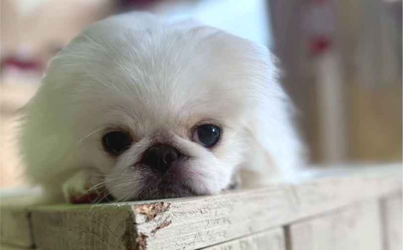 ファル2|保護犬譲渡&ふれあいカフェLINO(沖縄南城市)