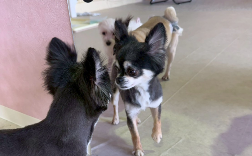 アッシュ4｜保護犬譲渡＆ふれあいカフェLINO（沖縄南城市）