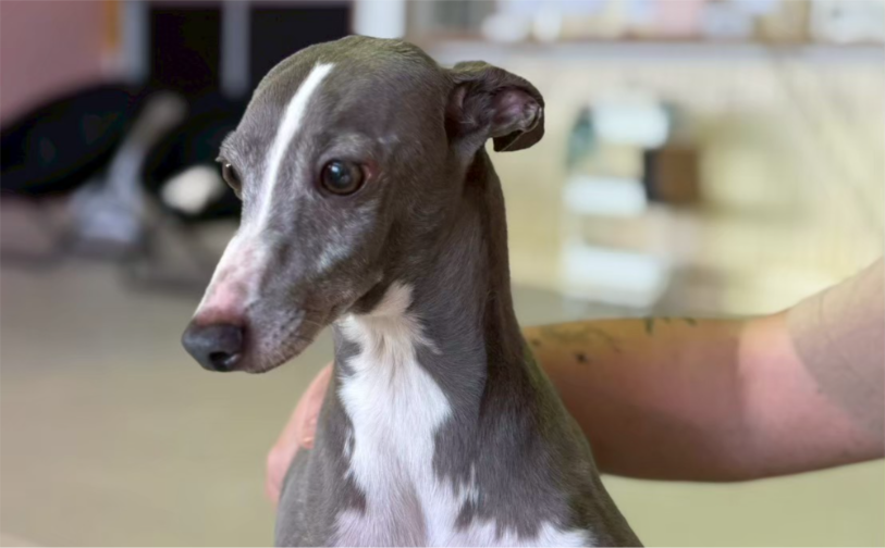 アトム5｜保護犬譲渡＆ふれあいカフェLINO（沖縄南城市）