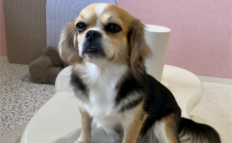 ハル|保護犬譲渡&ふれあいカフェLINO(沖縄南城市)