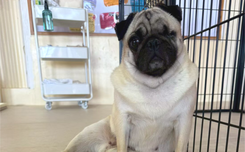 さおり04／保護犬譲渡＆ふれあいカフェLINO