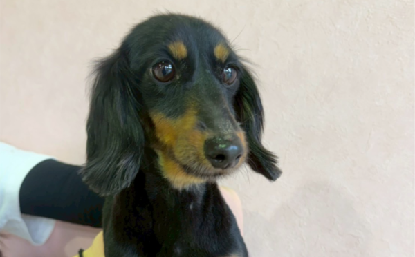 タルト1｜保護犬譲渡＆ふれあいカフェLINO（沖縄南城市）