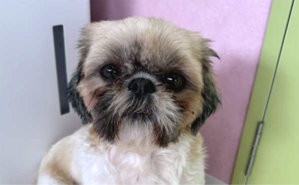 でいご01／保護犬譲渡＆ふれあいカフェLINO