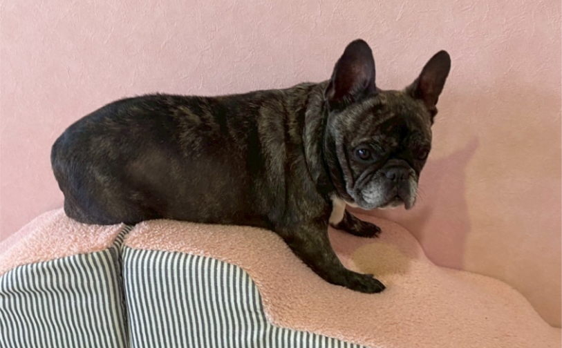 晴美3｜保護犬譲渡＆ふれあいカフェLINO（沖縄南城市）