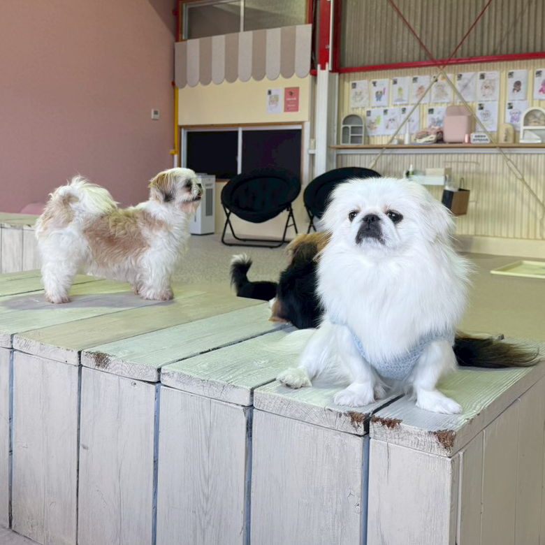 よくある質問｜保護犬譲渡＆ふれあいカフェLINO