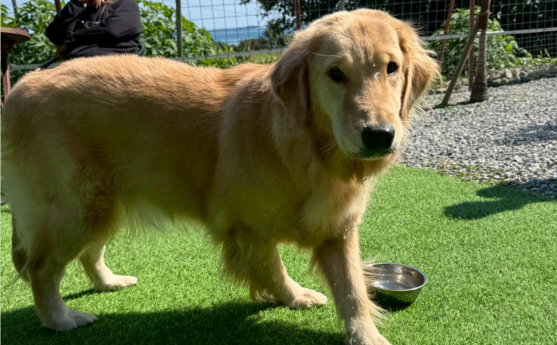 そら3|保護犬譲渡&ふれあいカフェLINO(沖縄南城市)