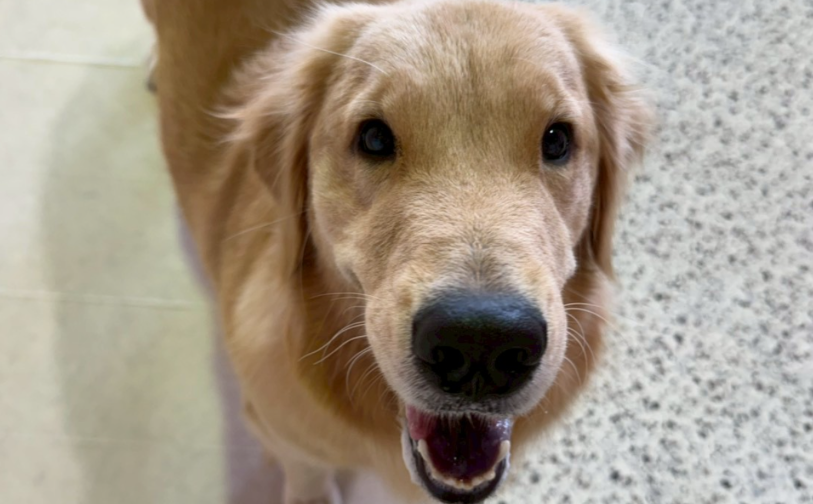 そら2|保護犬譲渡&ふれあいカフェLINO(沖縄南城市)