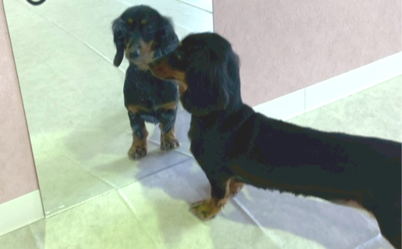 タルト4｜保護犬譲渡＆ふれあいカフェLINO（沖縄南城市）