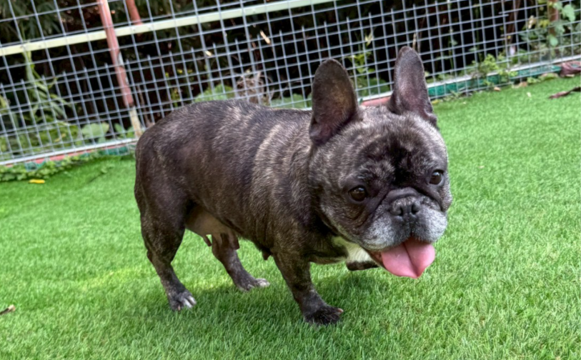 ｜保護犬譲渡＆ふれあいカフェLINO（沖縄南城市）