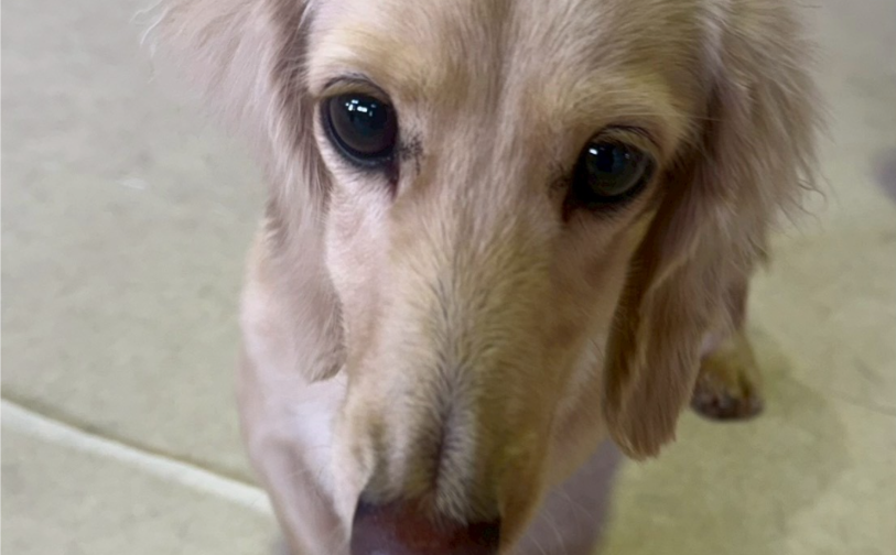 ミルク3|保護犬譲渡&ふれあいカフェLINO(沖縄南城市)