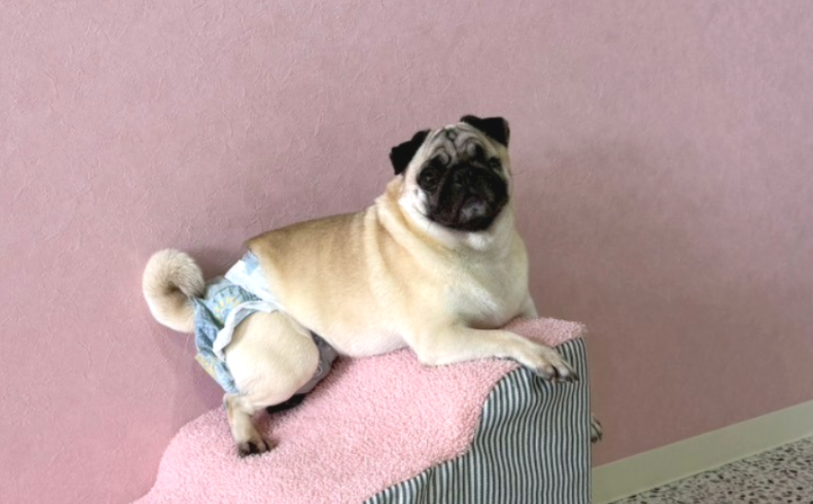 さおり03／保護犬譲渡＆ふれあいカフェLINO