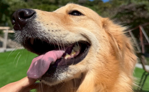 そら1｜保護犬譲渡＆ふれあいカフェLINO（沖縄南城市）