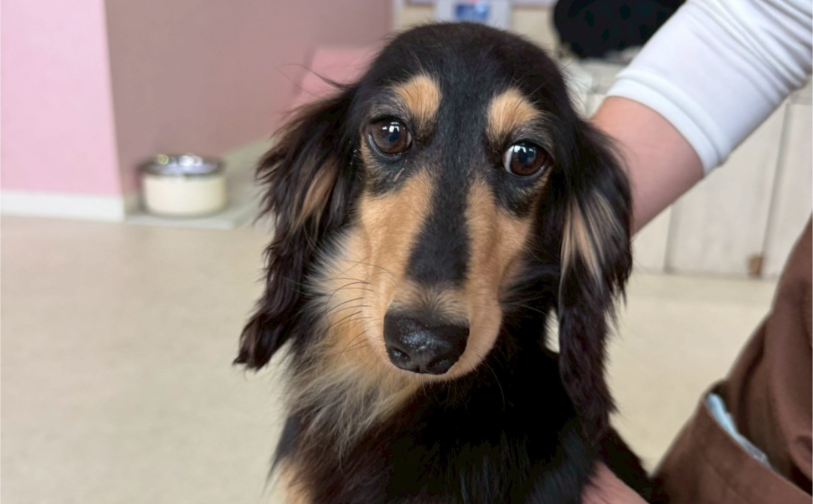 モンブラン5｜保護犬譲渡＆ふれあいカフェLINO（沖縄南城市）