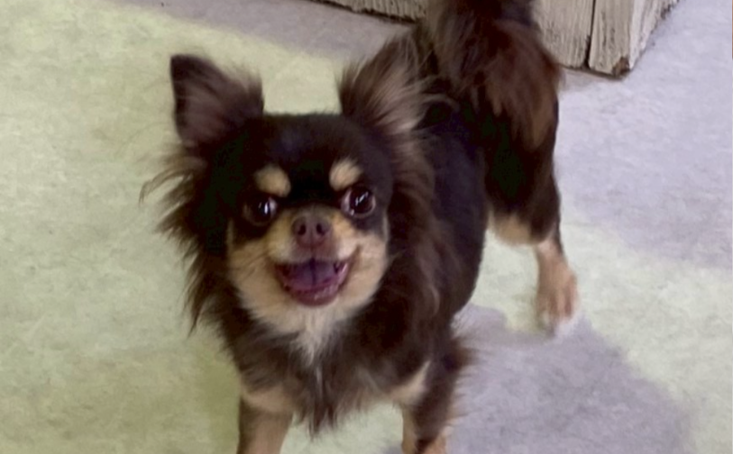 テディ4|保護犬譲渡&ふれあいカフェLINO(沖縄南城市)