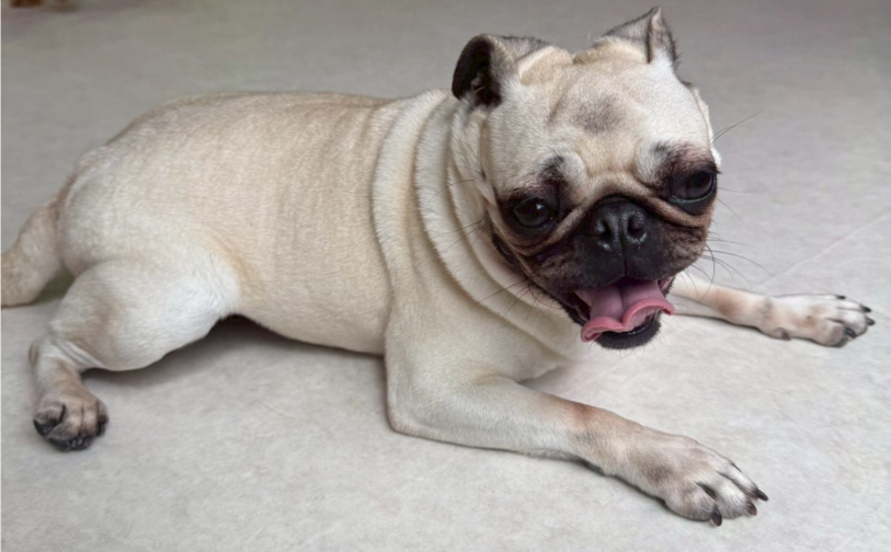 一休4|保護犬譲渡&ふれあいカフェLINO(沖縄南城市)