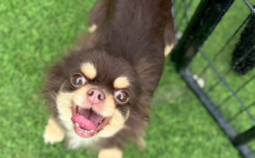 テディ3|保護犬譲渡&ふれあいカフェLINO(沖縄南城市)