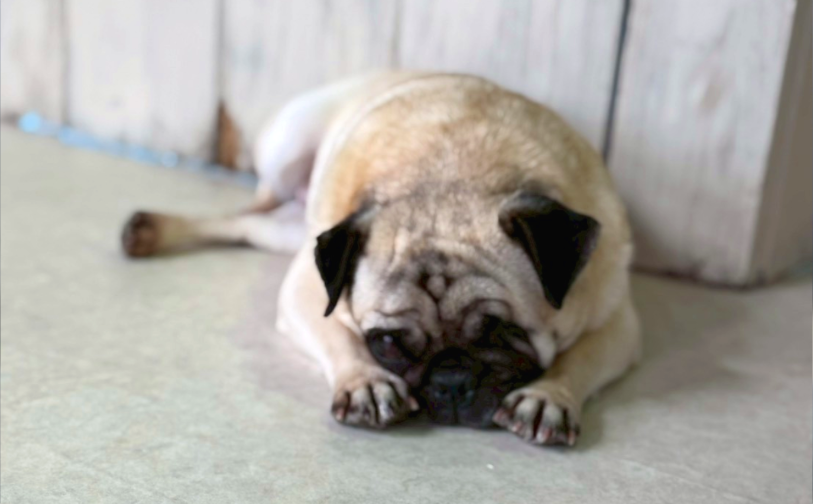 さおり02／保護犬譲渡＆ふれあいカフェLINO