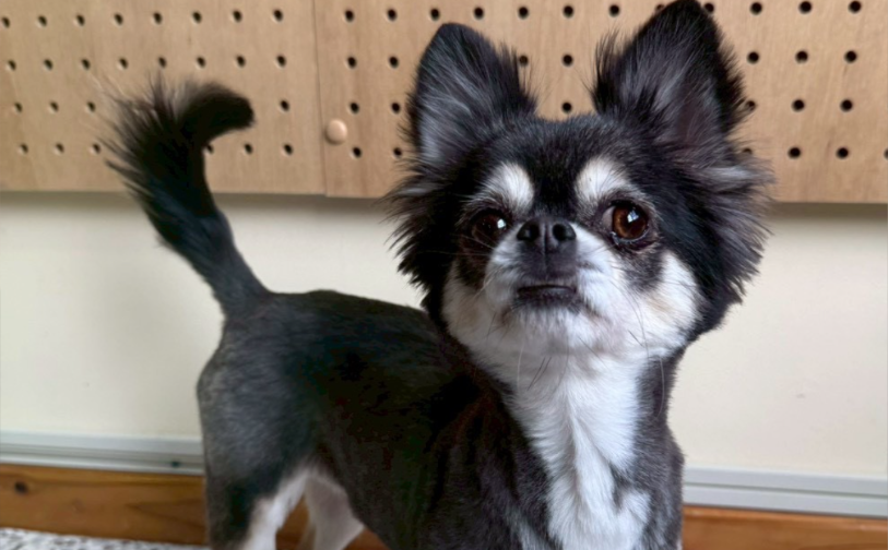 アッシュ2｜保護犬譲渡＆ふれあいカフェLINO（沖縄南城市）