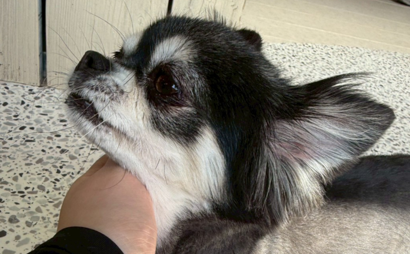 アッシュ5｜保護犬譲渡＆ふれあいカフェLINO（沖縄南城市）