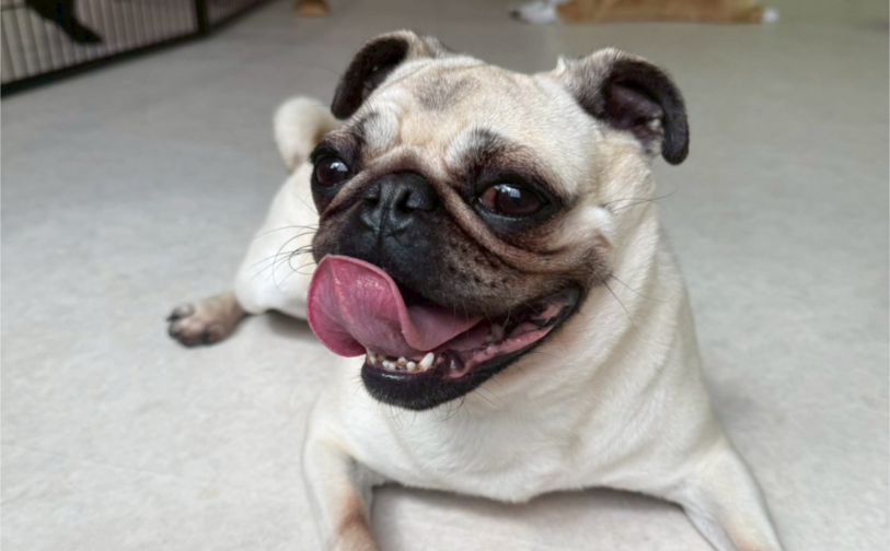 一休1|保護犬譲渡&ふれあいカフェLINO(沖縄南城市)