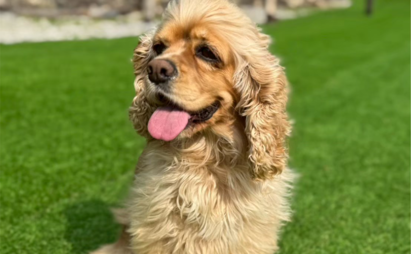 モカ｜保護犬譲渡＆ふれあいカフェLINO（沖縄南城市）