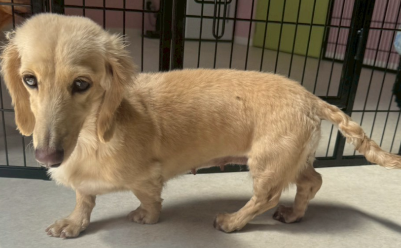 ミルク4|保護犬譲渡&ふれあいカフェLINO(沖縄南城市)