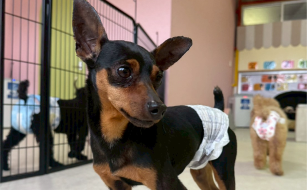 ノア1｜保護犬譲渡＆ふれあいカフェLINO（沖縄南城市）