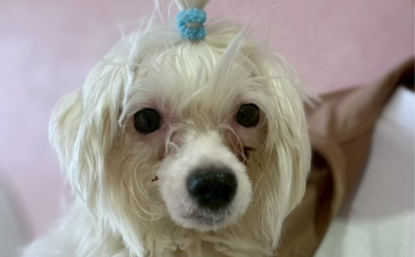 チーズ05／保護犬譲渡＆ふれあいカフェLINO