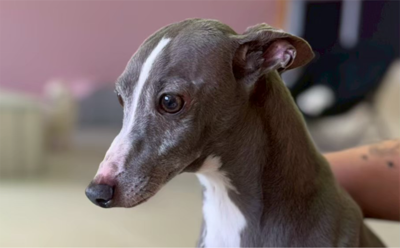 アトム1｜保護犬譲渡＆ふれあいカフェLINO（沖縄南城市）