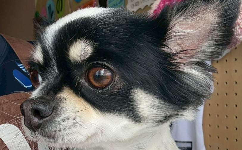 オレオ｜保護犬譲渡＆ふれあいカフェLINO（沖縄南城市）