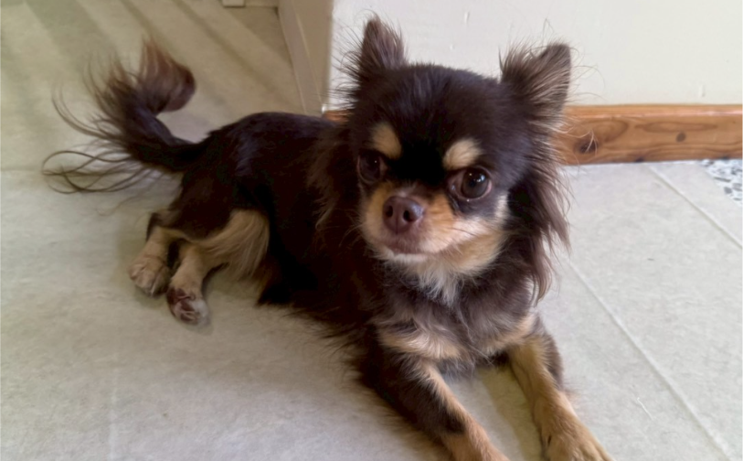 テディ2|保護犬譲渡&ふれあいカフェLINO(沖縄南城市)