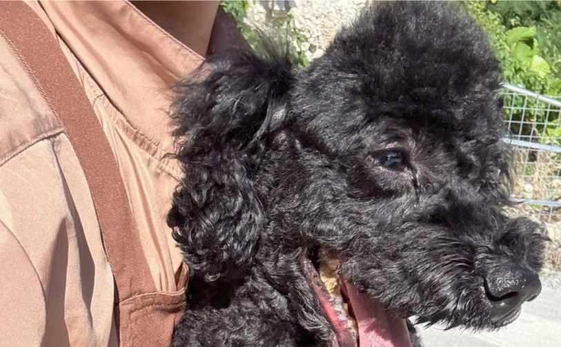 アフロ5|保護犬譲渡&ふれあいカフェLINO(沖縄南城市)