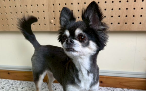 アッシュ1｜保護犬譲渡＆ふれあいカフェLINO（沖縄南城市）