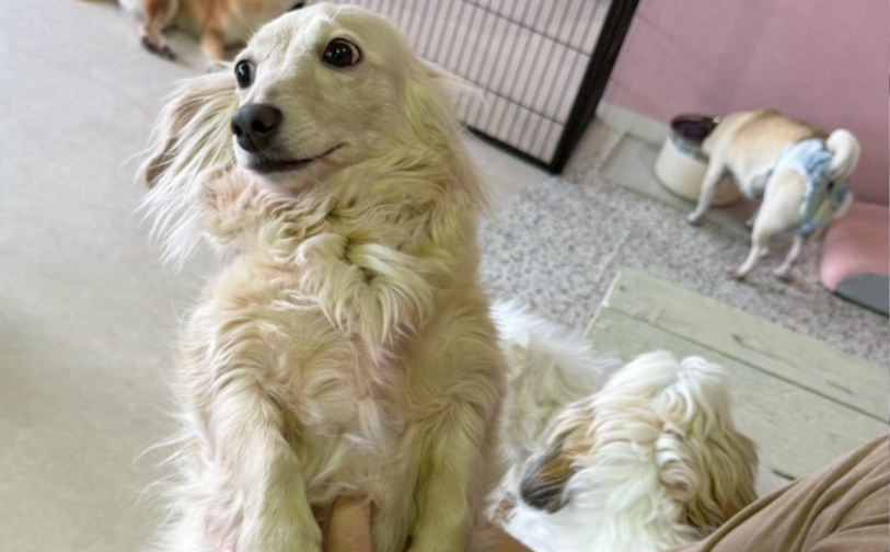 シフォン5｜保護犬譲渡＆ふれあいカフェLINO（沖縄南城市）