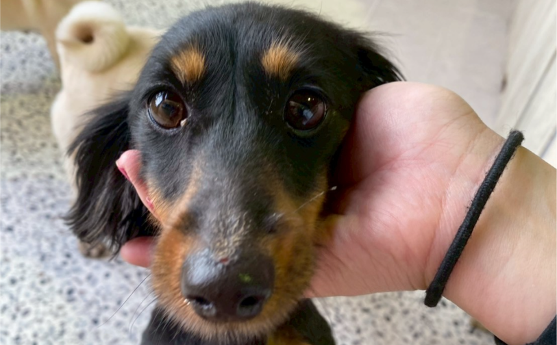 タルト2｜保護犬譲渡＆ふれあいカフェLINO（沖縄南城市）