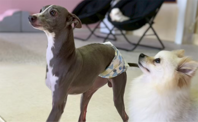 アトム2｜保護犬譲渡＆ふれあいカフェLINO（沖縄南城市）