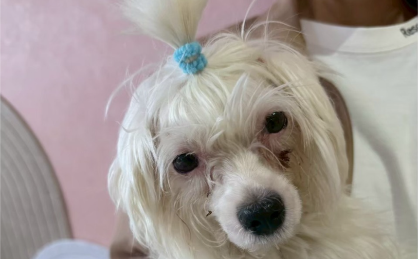 チーズ03／保護犬譲渡＆ふれあいカフェLINO