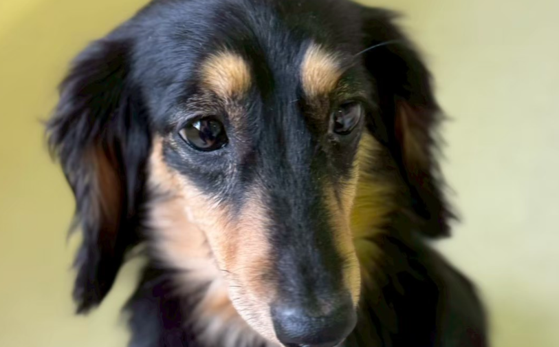 ビスケ|保護犬譲渡&ふれあいカフェLINO(沖縄南城市)