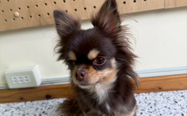 テディ1｜保護犬譲渡＆ふれあいカフェLINO（沖縄南城市）