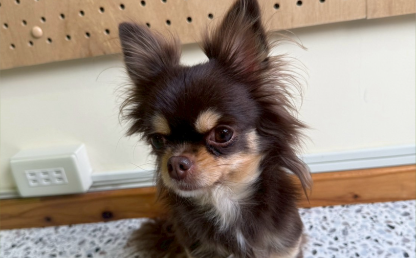 テディ1|保護犬譲渡&ふれあいカフェLINO(沖縄南城市)