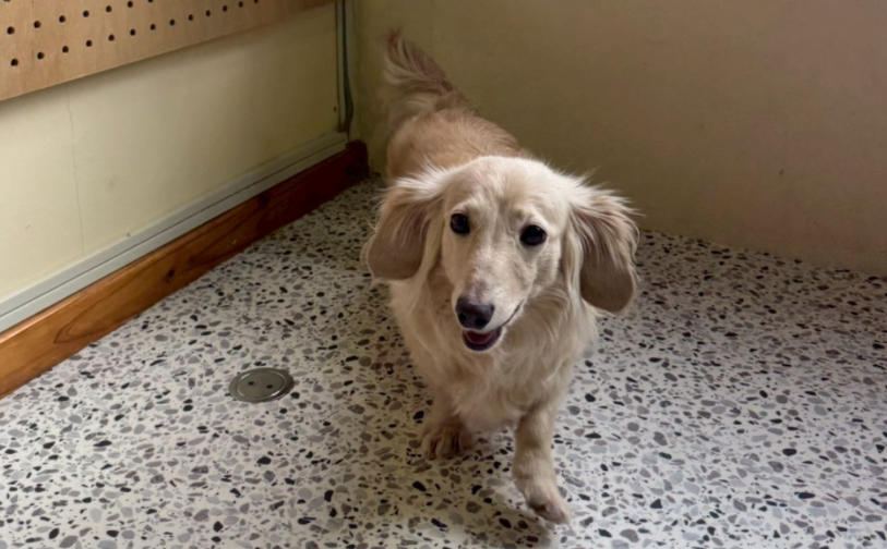 シフォン4｜保護犬譲渡＆ふれあいカフェLINO（沖縄南城市）