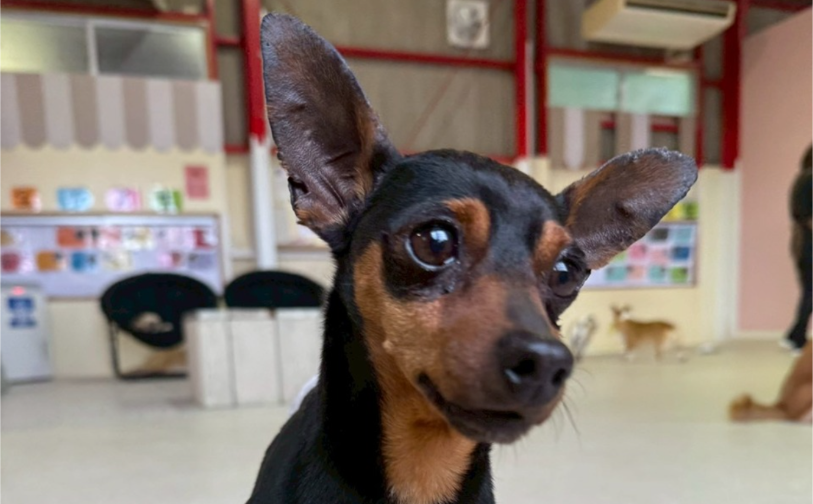 ノア2｜保護犬譲渡＆ふれあいカフェLINO（沖縄南城市）