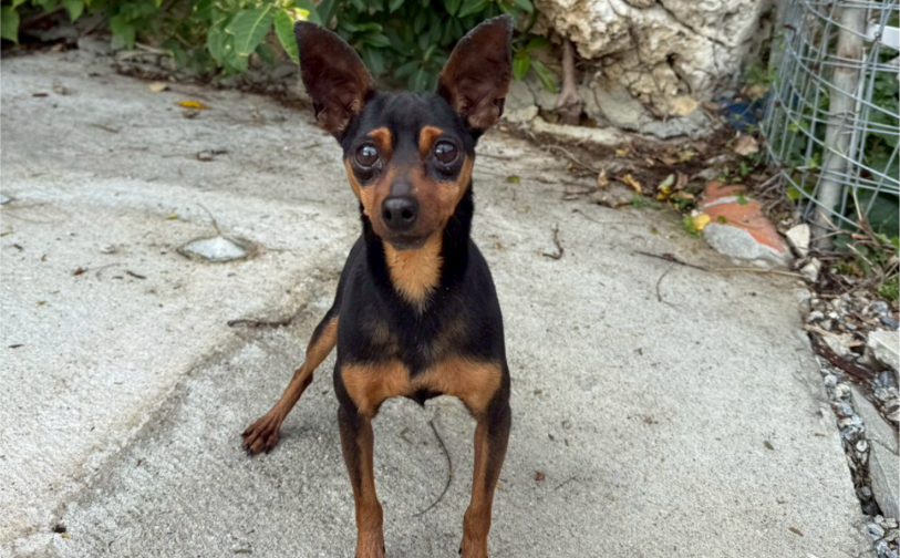 ノア3｜保護犬譲渡＆ふれあいカフェLINO（沖縄南城市）