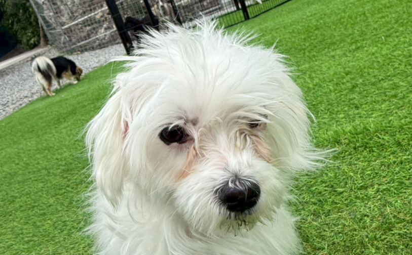 チーズ04／保護犬譲渡＆ふれあいカフェLINO