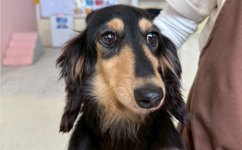 モンブラン01｜保護犬譲渡＆ふれあいカフェLINO（沖縄南城市）